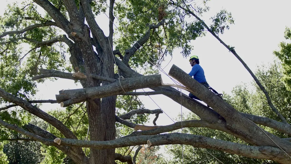Professional Crown Thinning performed by certified arborists in Buena Vista