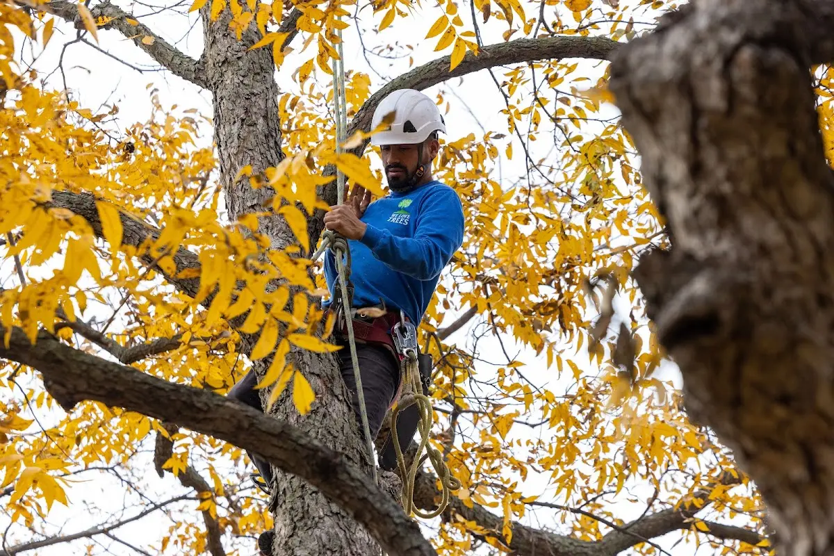 Skilled Tree Pruning crew working in Buena Vista