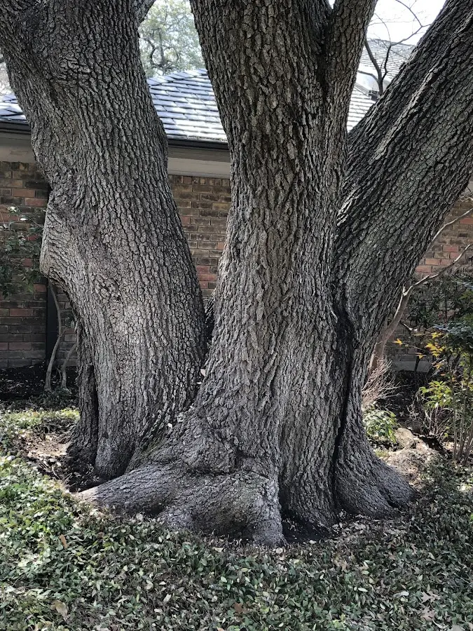 Mature heritage tree close to a Buena Vista property cared for by certified arborists